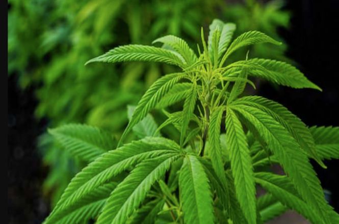 Droga: 20 piante di cannabis in casa, arrestato a Torre del Lago