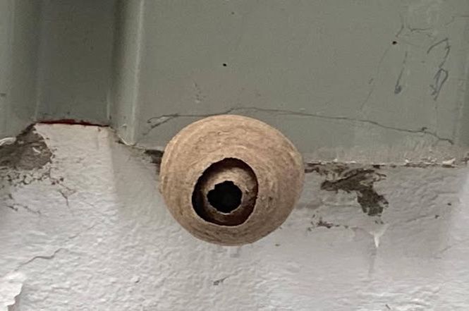 Cresce l'allarme per i nidi della vespa asiatica