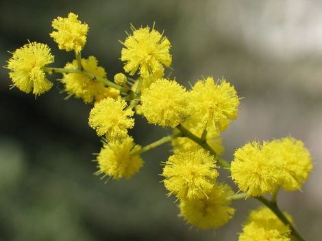 Come conservare al meglio la tua mimosa